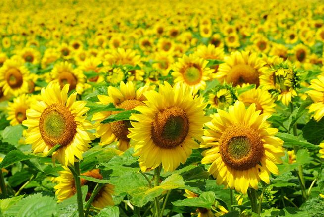 
有人的地方就有信息差：ag亚娱官网