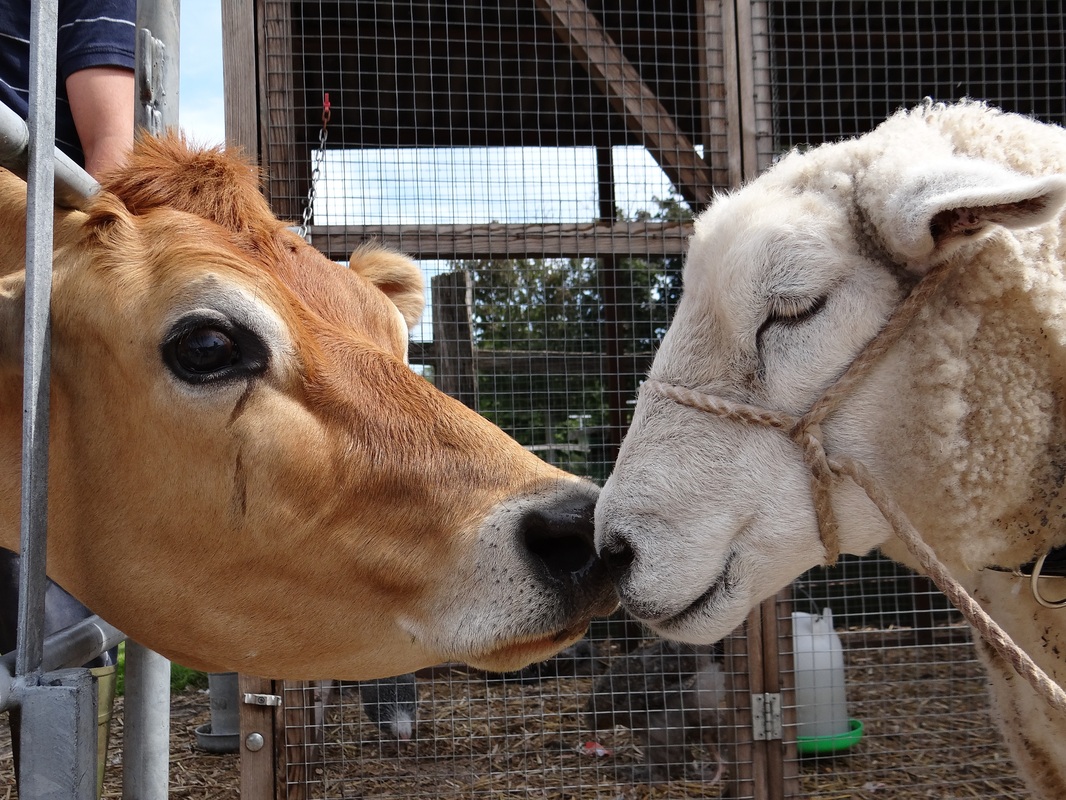 ‘ag亚娱官网’德国出台新政策:Facebook要为每条假新闻支付50万欧元罚款(图2) AG亚娱集团