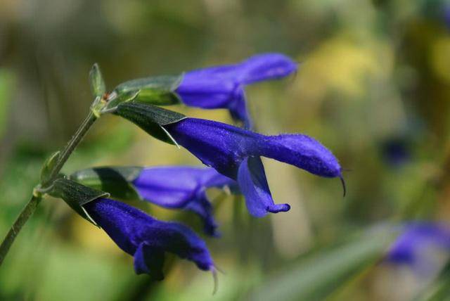 
11月最后13天虎·羊·蛇三生肖厄运远离 小人不近 今后富贵到年底‘AG亚娱集团官方’(图5)