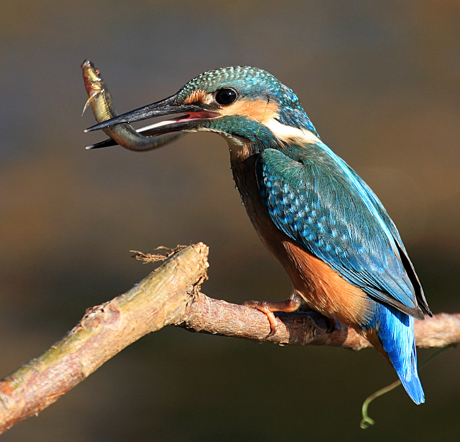 被称为“最佳游戏处理器”的i9-9900K也没摆脱英特尔的设计困扰?“ag亚娱官网”(图2) AG亚娱集团