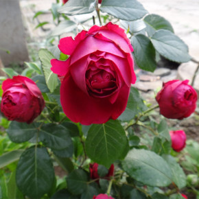 AG亚娱集团|Intel发布首款低温控制芯片，将加快商用量子系统开发